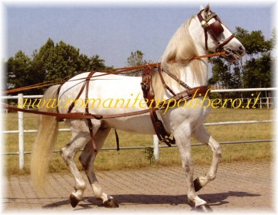 Finimento da carrozza gold singolo -Selleria Romani tempo libero - Selleriainternet.it