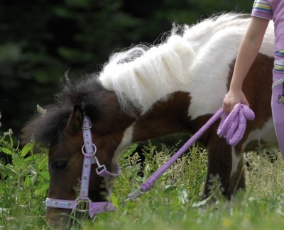 Cavezza Pony con lunghina -Selleria Romani tempo libero - Selleriainternet.it