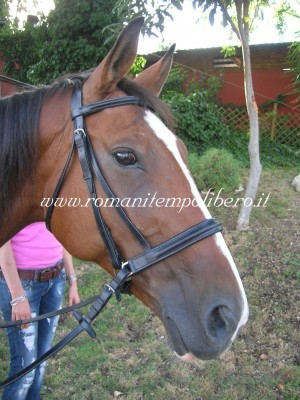Bitless Bridle 2 -Selleria Romani tempo libero - Selleriainternet.it