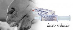 Lacto-Riducin Veredus -Selleria Romani tempo libero - Selleriainternet.it