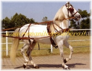 Finimento da carrozza gold pariglia -Selleria Romani tempo libero - Selleriainternet.it