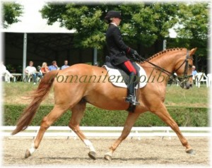 Sella Wintec Dressage Isabell Werth -Selleria Romani tempo libero - Selleriainternet.it