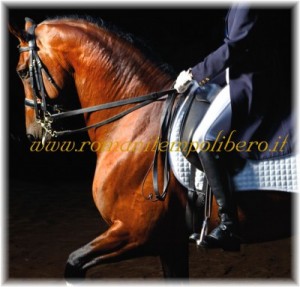 Sella Bates Dressage Isabell Werth Cuoio -Selleria Romani tempo libero - Selleriainternet.it