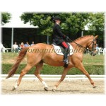 Sella Wintec Dressage Isabell Werth